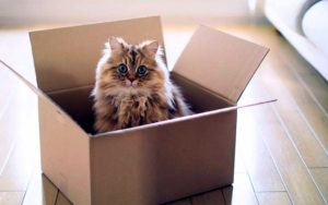 Фото переезда с кошкой